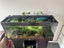 Juwel Rio 240 Aquarium + Cabinet – Complete Setup, Fish & Accessories Carousel 4