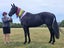 Registered WBxFriesian Sporthorse Carousel 10
