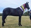 Registered WBxFriesian Sporthorse Carousel 1