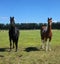 Registered WBxFriesian Sporthorse Carousel 17