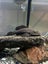 Complete Tank setup 375L (all accessories included) Carousel 5