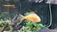 Pair of Developing Hap Cichlids – One Albino – Approx. 7–10 cm Carousel 2