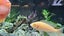 Pair of Developing Hap Cichlids – One Albino – Approx. 7–10 cm Carousel 3
