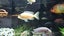Pair of Developing Hap Cichlids – One Albino – Approx. 7–10 cm Carousel 4