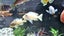 Marble / Marbled Mbuna Cichlid – Approx. 10 cm Carousel 3