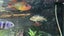 Marble / Marbled Mbuna Cichlid – Approx. 10 cm Carousel 4