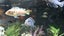 Marble / Marbled Mbuna Cichlid – Approx. 10 cm Carousel 1