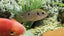 Jewel Cichlid – Developing – Approx. 7 cm Carousel 1