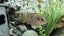 Jewel Cichlid – Developing – Approx. 7 cm Carousel 2