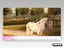 PS2 • Horsez • CIB Carousel 4