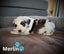 Purebred Border Collie Pups Carousel 2