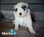 Purebred Border Collie Pups Carousel 3
