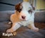 Purebred Border Collie Pups Carousel 4