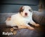 Purebred Border Collie Pups Carousel 5
