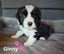 Purebred Border Collie Pups Carousel 6