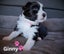 Purebred Border Collie Pups Carousel 7