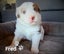 Purebred Border Collie Pups Carousel 8