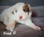 Purebred Border Collie Pups Carousel 9