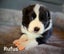 Purebred Border Collie Pups Carousel 10