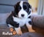 Purebred Border Collie Pups Carousel 11