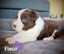 Purebred Border Collie Pups Carousel 12