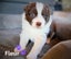 Purebred Border Collie Pups Carousel 13