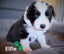 Purebred Border Collie Pups Carousel 14