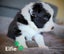 Purebred Border Collie Pups Carousel 15
