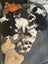 Purebred Border Collie Pups Carousel 1