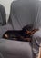Pedigree German Rottweiler puppies (show line/working line) Carousel 1