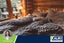 Central Rotorua Accommodation & Hospitality Opportunity Carousel 2