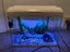 Fish tank $1 reserve Carousel 1