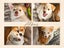 Border Collie × Husky × Blue Heeler Puppies Carousel 1