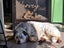 Border Collie × Husky × Blue Heeler Puppies Carousel 5