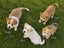 Border Collie × Husky × Blue Heeler Puppies Carousel 4