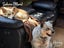 Border Collie × Husky × Blue Heeler Puppies Carousel 7