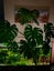 200L Aquarium Fully Planted Carousel 2