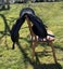 Wintec saddle Carousel 3
