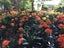 021 Garden Limited Carousel 7