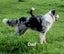 Purebred border collie puppies Carousel 19