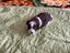 ***UNIQUE & Rare STUNNING Toy CHOC/WHITE Pure-Bred PARTI POODLES*** Carousel 13