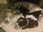 ***UNIQUE & Rare STUNNING Toy CHOC/WHITE Pure-Bred PARTI POODLES*** Carousel 16