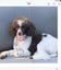 ***UNIQUE & Rare STUNNING Toy CHOC/WHITE Pure-Bred PARTI POODLES*** Carousel 3