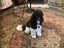 ***UNIQUE & Rare STUNNING Toy CHOC/WHITE Pure-Bred PARTI POODLES*** Carousel 18