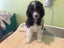 ***UNIQUE & Rare STUNNING Toy CHOC/WHITE Pure-Bred PARTI POODLES*** Carousel 20