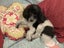 ***UNIQUE & Rare STUNNING Toy CHOC/WHITE Pure-Bred PARTI POODLES*** Carousel 12