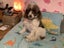 ***UNIQUE & Rare STUNNING Toy CHOC/WHITE Pure-Bred PARTI POODLES*** Carousel 8