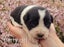 Purebred border collie puppies Carousel 9