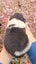 Purebred border collie puppies Carousel 10