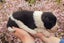 Purebred border collie puppies Carousel 11